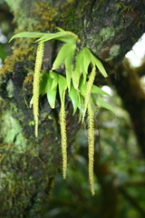 Oberonia verticillata