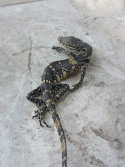 Varanus salvator bivittatus