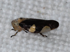 Ptyelus