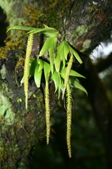 Oberonia verticillata