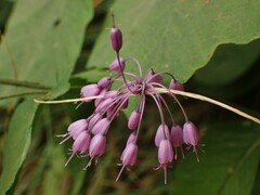 Allium carinatum