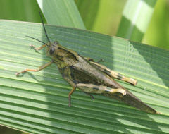 Abisares viridipennis