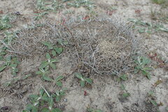 Luzula ulophylla