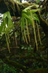 Oberonia verticillata