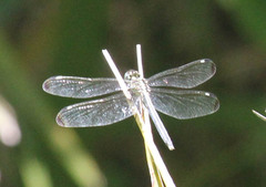 Hemistigma albipunctum