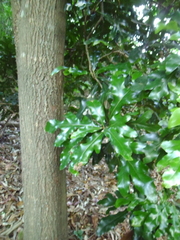 Stenocarpus sinuatus