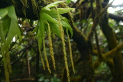 Oberonia verticillata