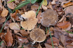 Lactarius fuliginosus