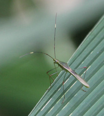 Stenocoris