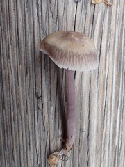 Mycena diosma