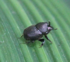 Onthophagus setosus