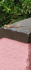 Hemidactylus mabouia