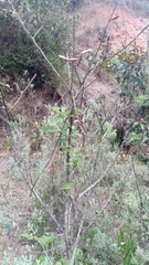 Crotalaria grahamiana