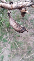 Crotalaria grahamiana