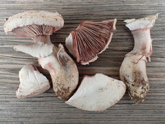 Agaricus benesii