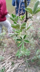 Crotalaria grahamiana