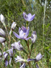 Thelymitra megcalyptra