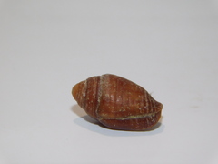 Mitridae