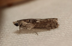 Sciota melanostyla