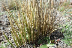 Carex muelleri