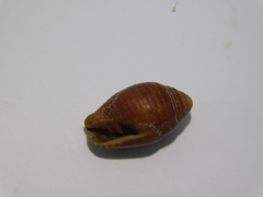 Mitridae