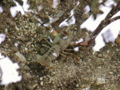 Austropotamobius torrentium