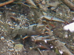 Austropotamobius torrentium