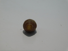 Mitridae