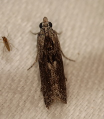 Sciota melanostyla