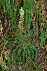 Campanula thyrsoides