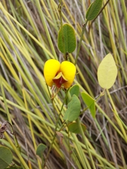 Bossiaea