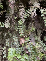 Metrosideros diffusa