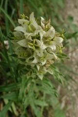 Campanula thyrsoides