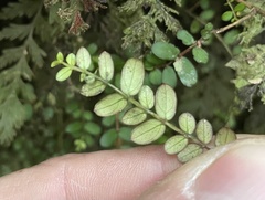 Metrosideros diffusa