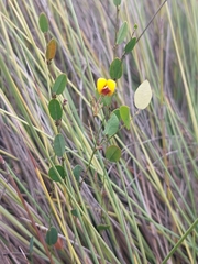 Bossiaea