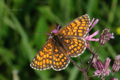 Melitaea athalia