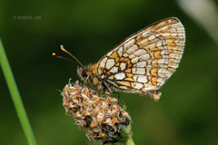 Melitaea athalia