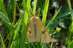 Diacrisia sannio