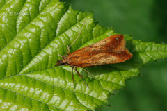 Dichomeris ustalella