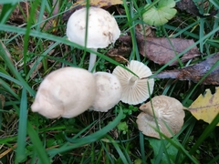 Marasmius collinus