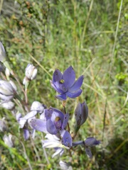 Thelymitra megcalyptra