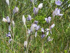 Thelymitra megcalyptra