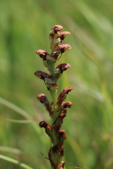 Disa brevicornis
