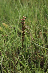 Disa brevicornis