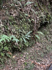 Metrosideros diffusa