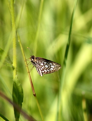 Heteropterus morpheus