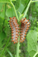 Zerynthia polyxena
