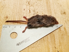 Sorex monticola