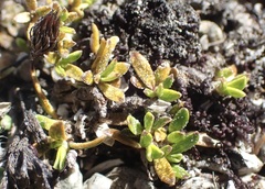 Coprosma petriei