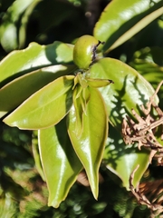 Pereskia aculeata